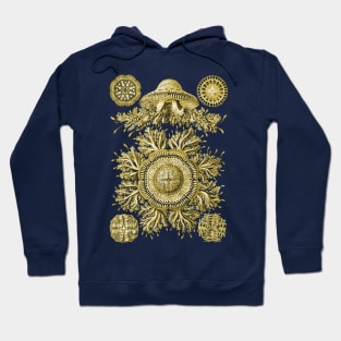 Ernst Haeckel Discomedusae Jellyfish Plate 28 Golden Hoodie